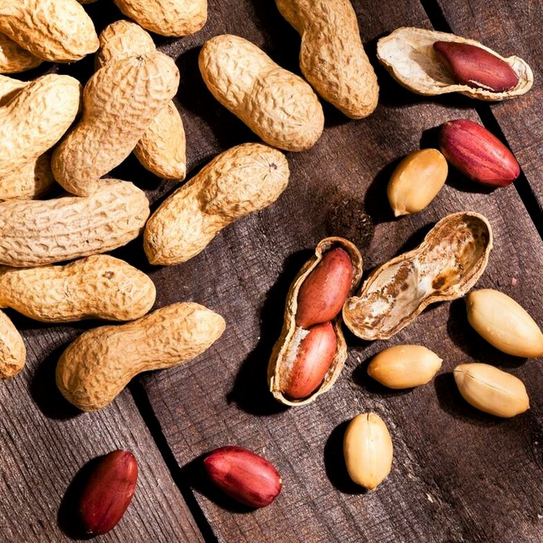 Jumbo Bailey Virginia Peanut Seeds | For Planting Top Producer Pea Nut Seed 2024