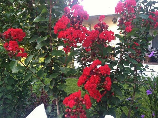 Lagerstroemia indica Red Rooster | Crape Myrtle | 20 Seeds