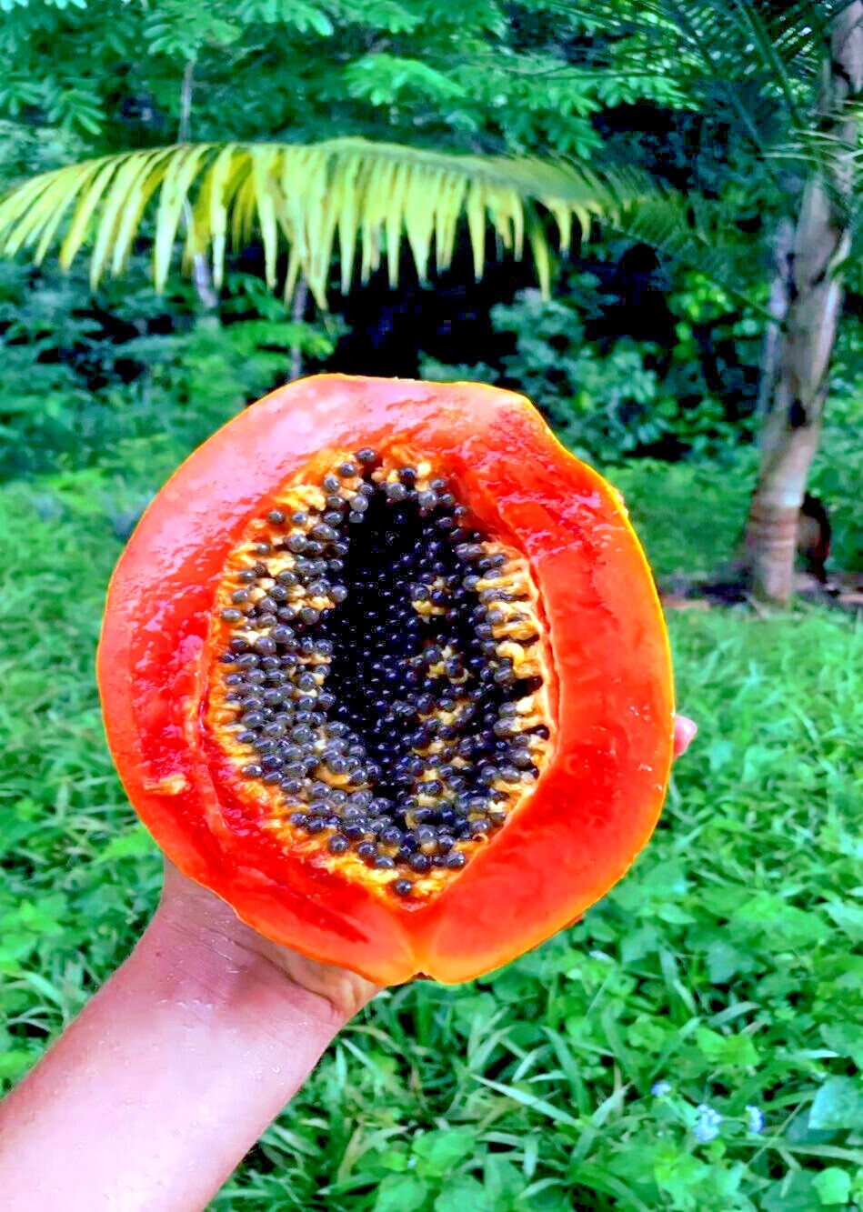 20 Caribbean “Red Lady” Carica Papaya Fruit Tree Seeds LARGE MELONS Indoor Plant