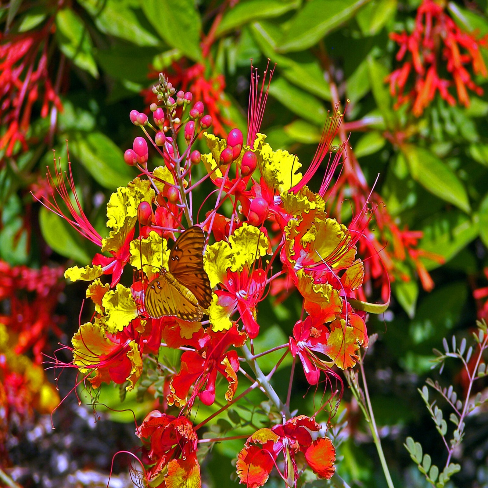 MEXICAN RED BIRD of PARADISE SEEDS (C. Pulcherrima) DWARF POINCIANA Flower Shrub