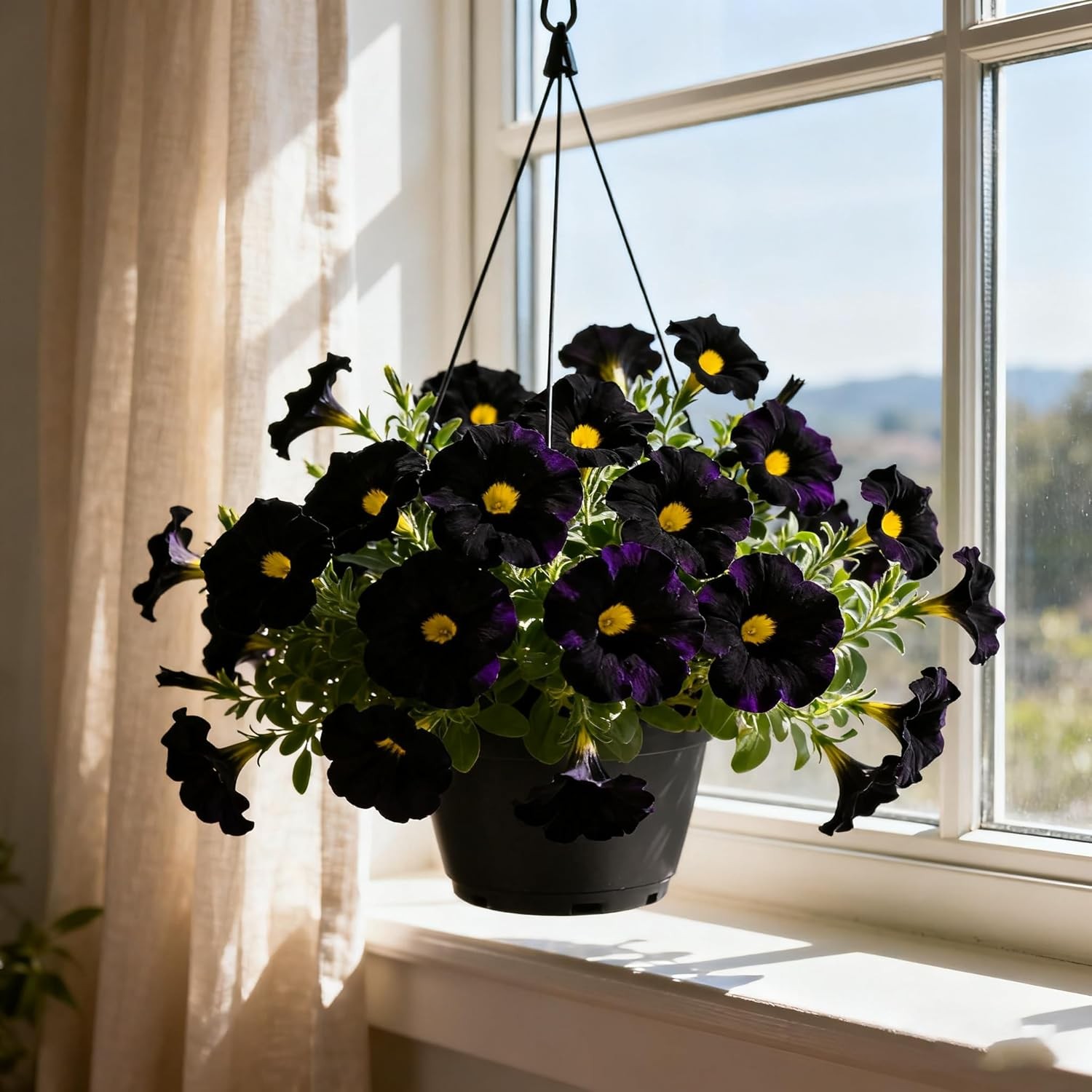 300+ Petunia Seeds for Planting, Black Petunia Flowers Seeds Garden Hanging Bask
