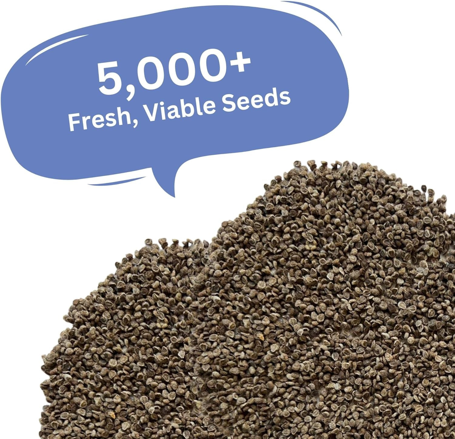 Forget-Me-Not Seeds (Chinese Blue) – 5,000+ Seeds – 1 Oz Bulk Extra Large Packet