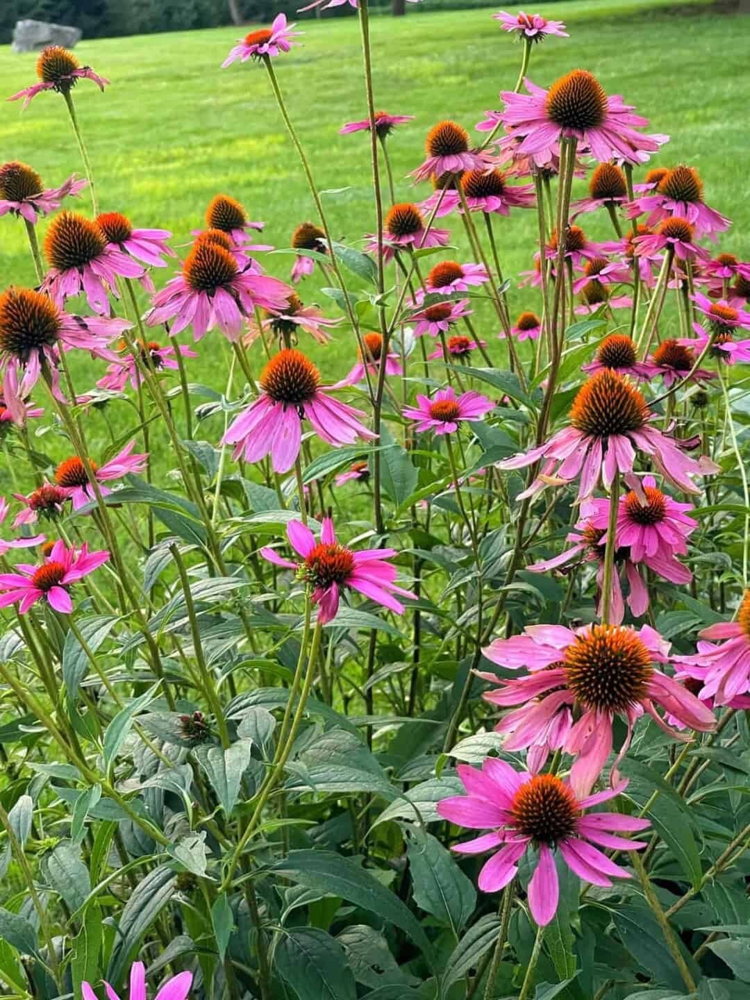 Purple Coneflower Seeds / Flowers