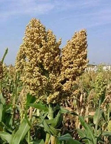 Sweet Sugar Drip Sorghum Seeds – 800-1000 seeds