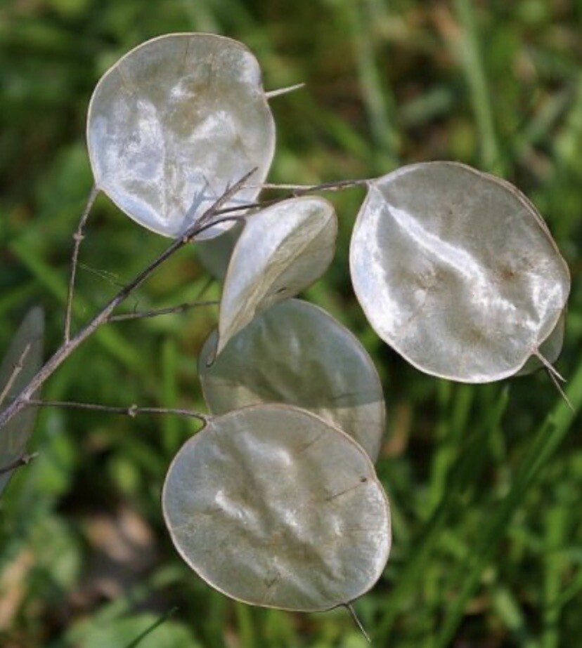 MONEY PLANT SEEDS Lunaria Biennis Popes Money NJ USA Check My Store For More