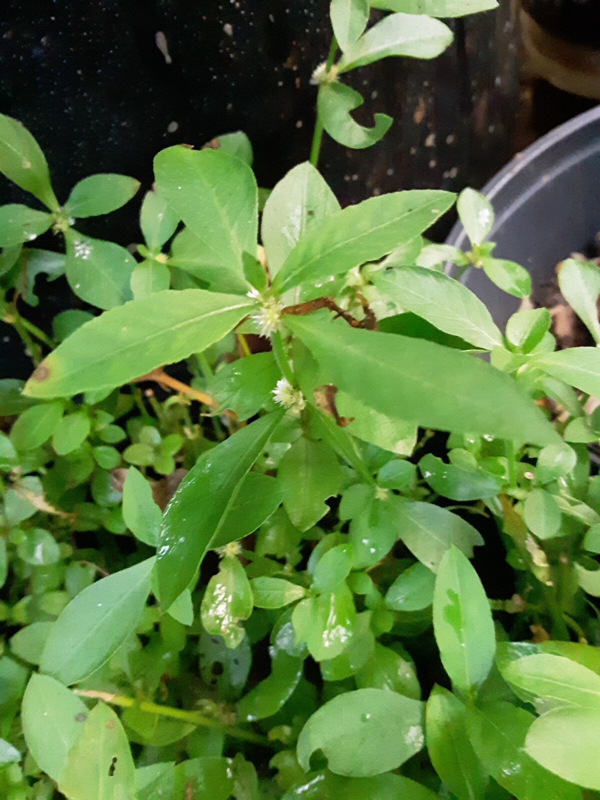200+Sessile Joyweed/Ponnanganni/Mukunuwenna/Dwarf Copperleaf/Alternanthera Seeds