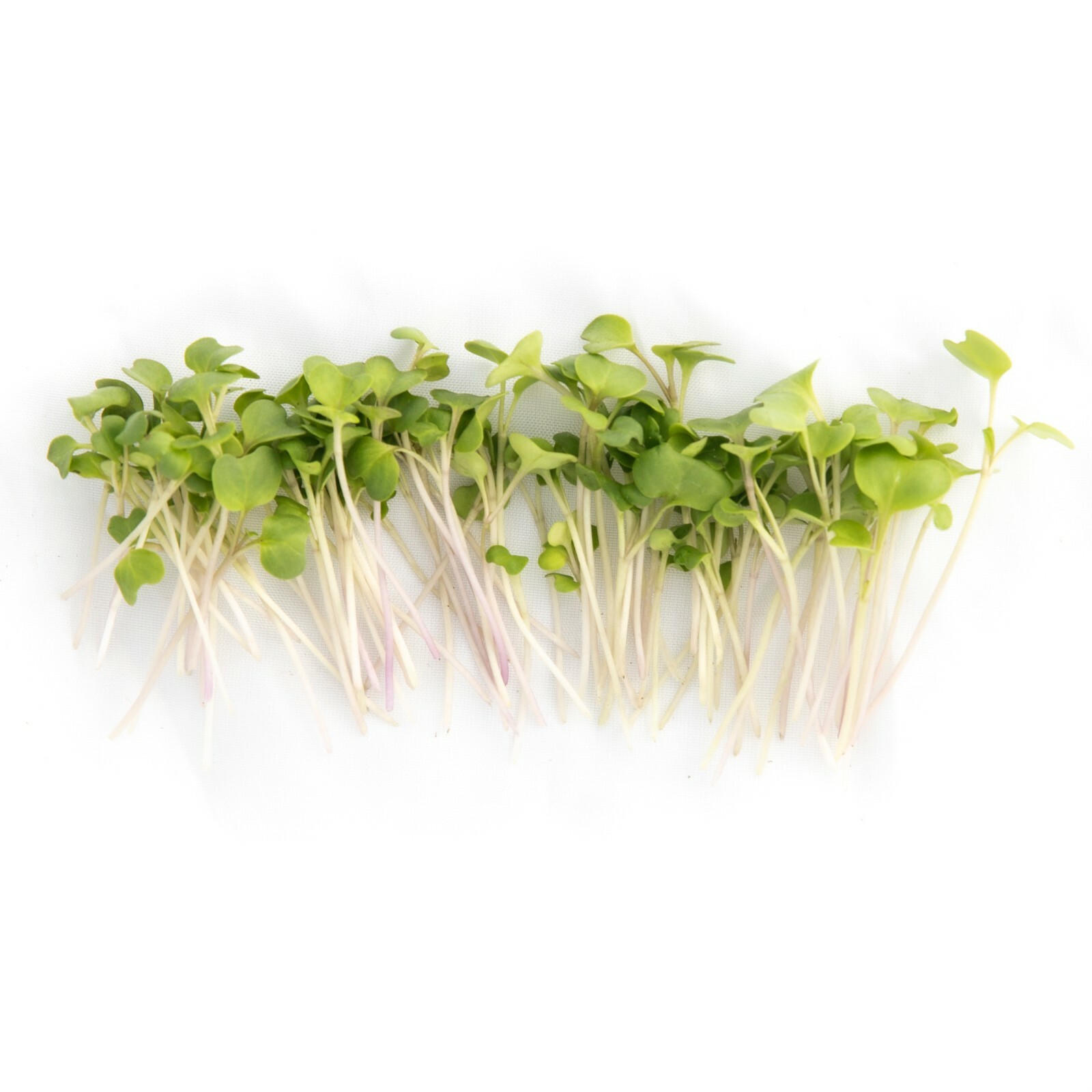 Broccoli Seeds for Sprouting & Microgreens | Non-GMO | Rainbow Heirloom Seed Co
