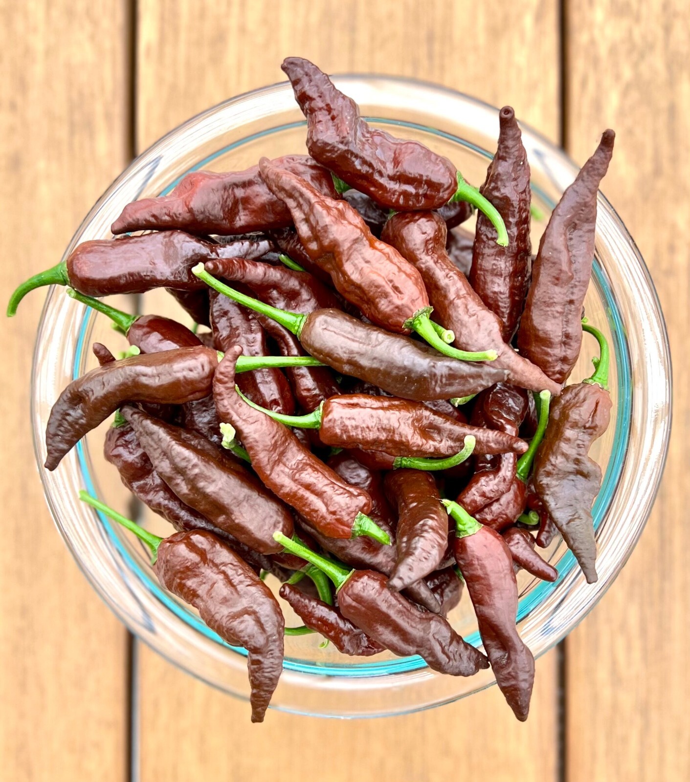 Chocolate Ghostly Jalapeño Pepper Seeds