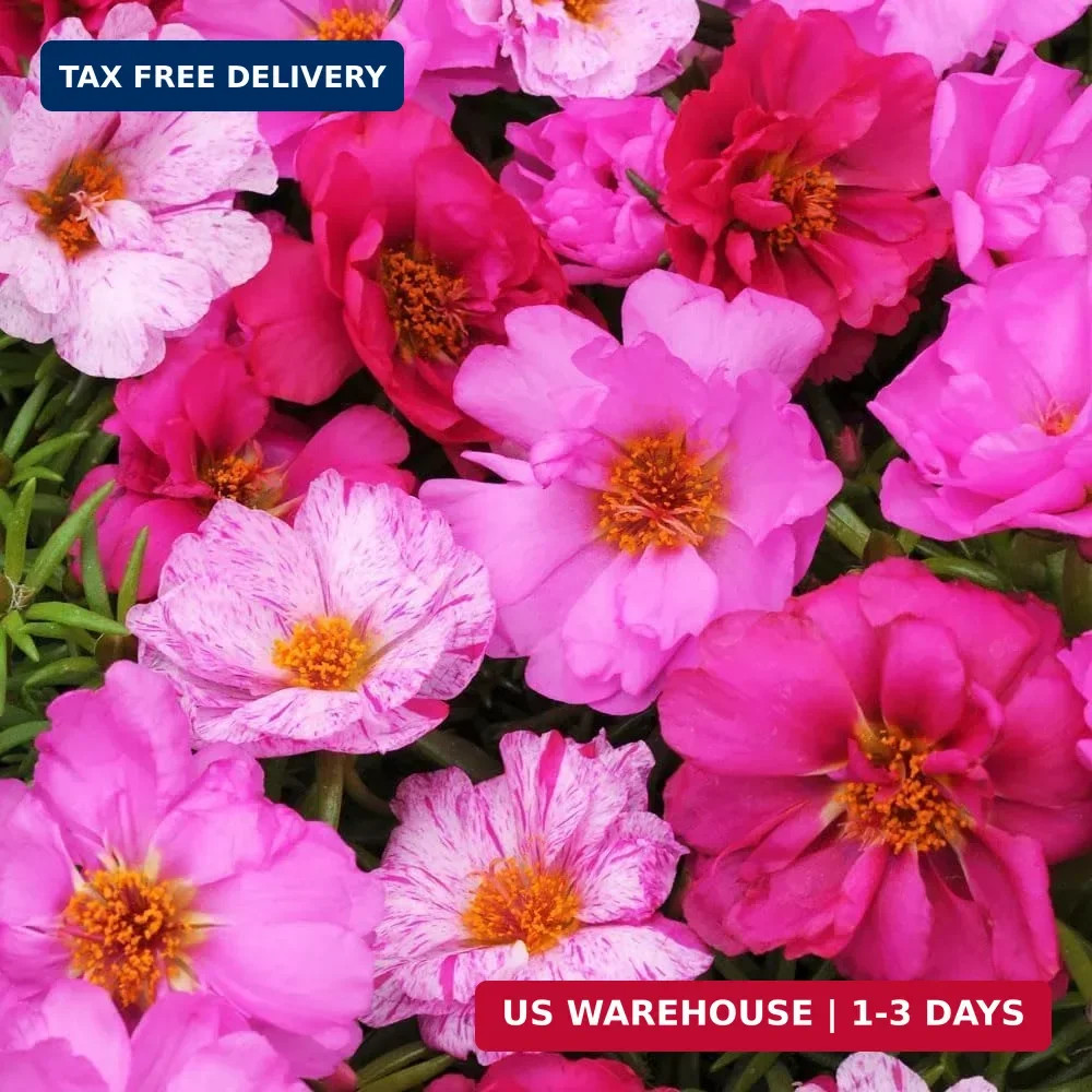 20000+ Moss Rose Flowers Seeds for Planting Outdoor-Portulaca Grandiflora Rose O