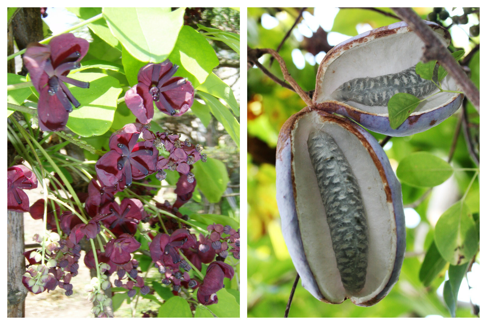 100 – 1000 Bulk CHOCOLATE VINE Edible Fruit Akebia Quinata Fragrant Flower Seeds