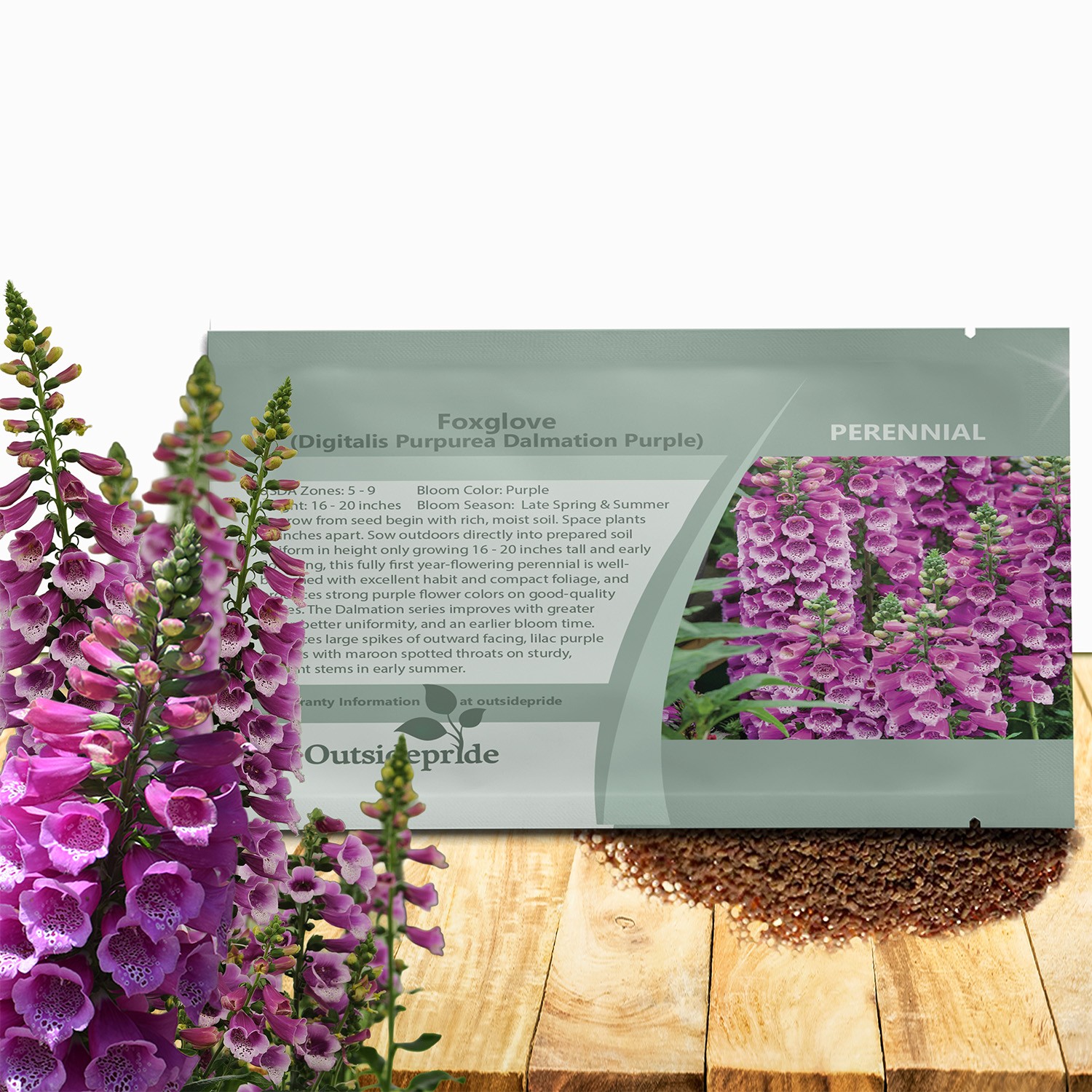 50 Seeds Biennial Digitalis Dalmatian Purple Foxglove Flower Plant Seeds