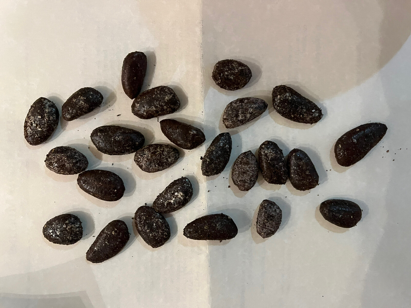 Delicious Pawpaws. 10 Seeds. Start with the Best. Asimina triloba. Free Ship.