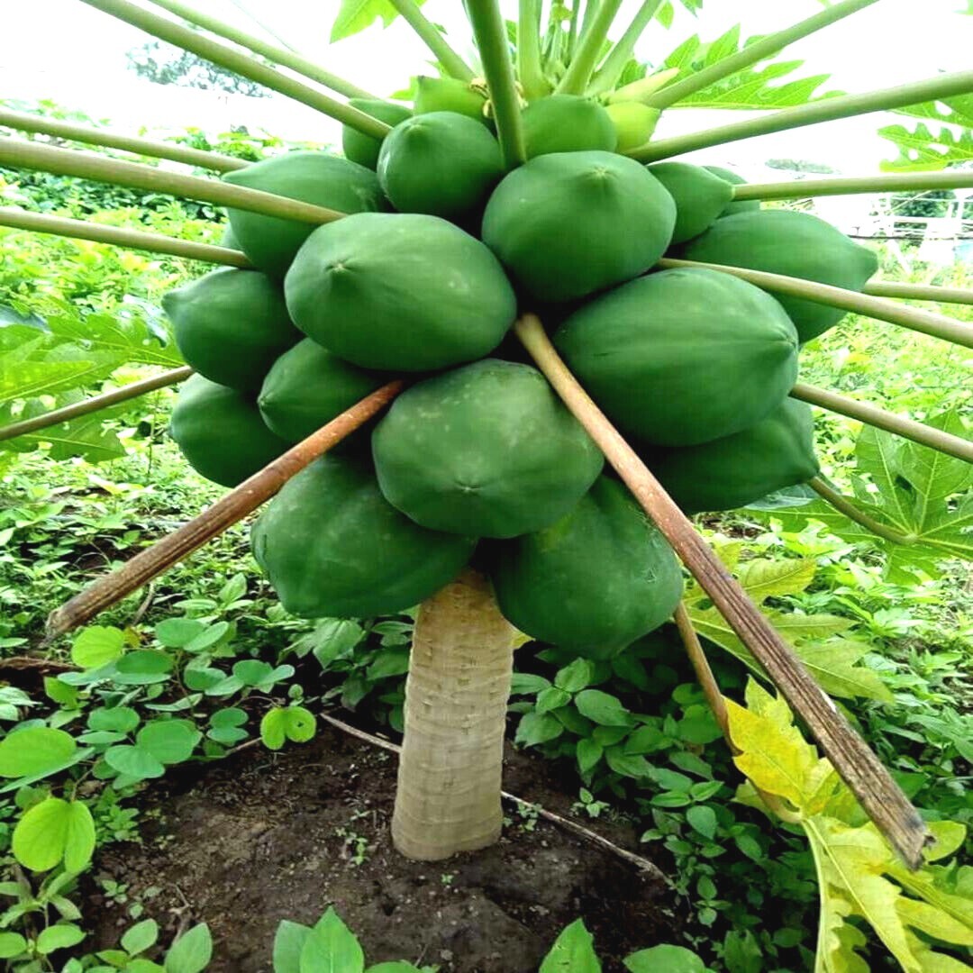 50 “DWARF SOLO WAIMANALO TREE SEEDS” (Carica Papaya) Fast Fruit Houseplant