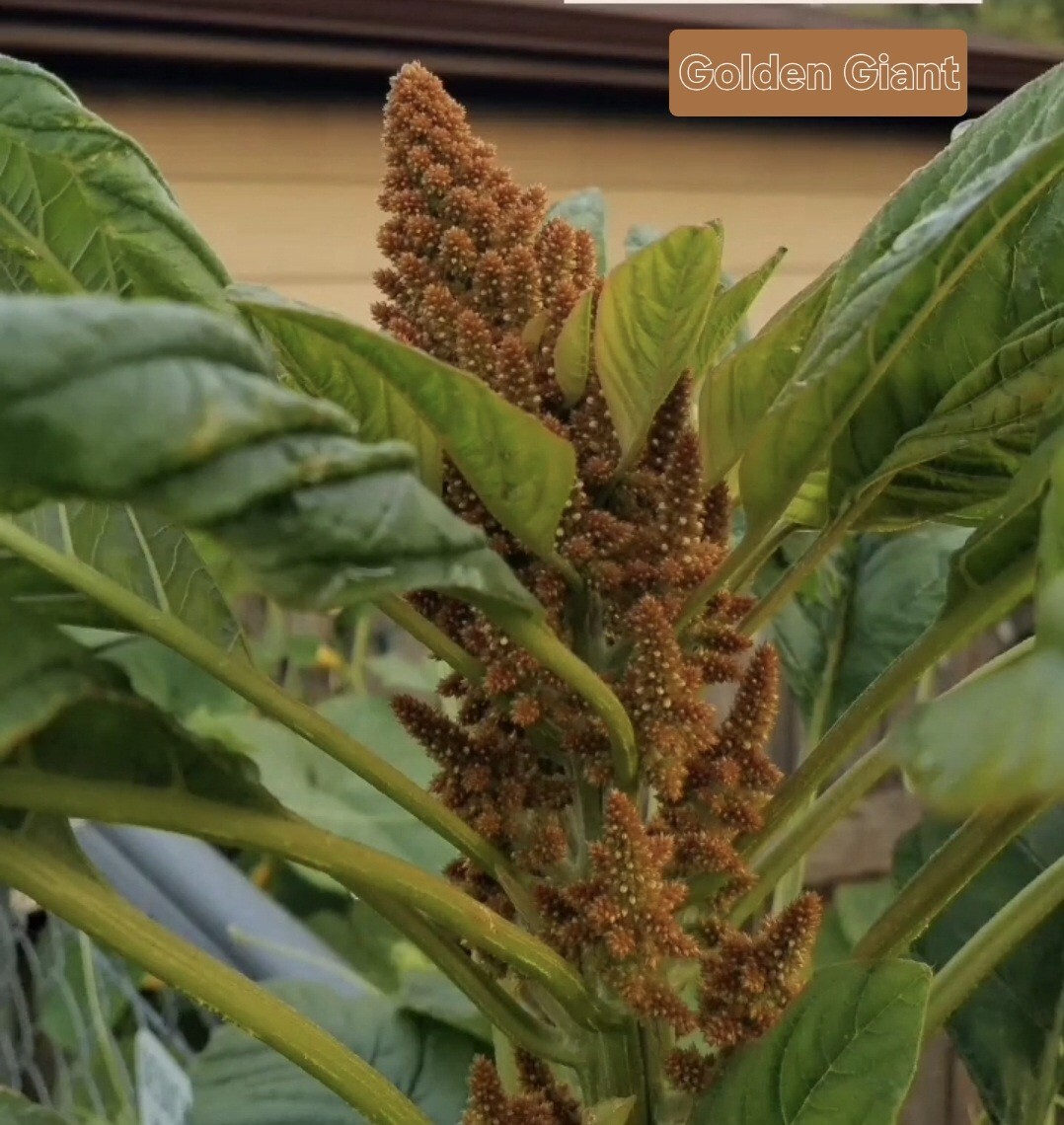 Amaranth Mixed Seeds 50 Organic Seeds