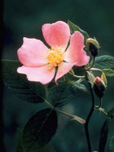 Rosa virginiana Virginia Rose 10 seeds