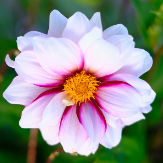 Dahlia Collarette “Edge of Joy” Clump Tuber Size # 1 Bulb, Pink Raspberry White