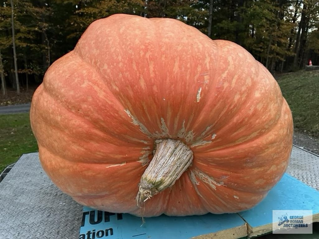 Giant Pumpkin Seeds 2024! Incredible Color And Shape! Award Winning 1,053lbs!!!