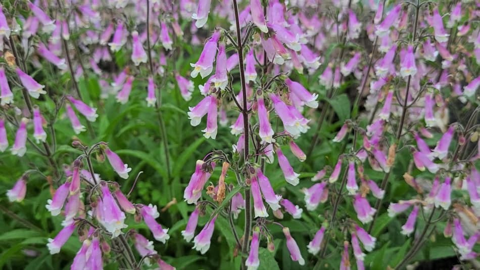 Beardtongue, Hairy (Penstemon hirsutus) Flower Seeds Free Shipping!