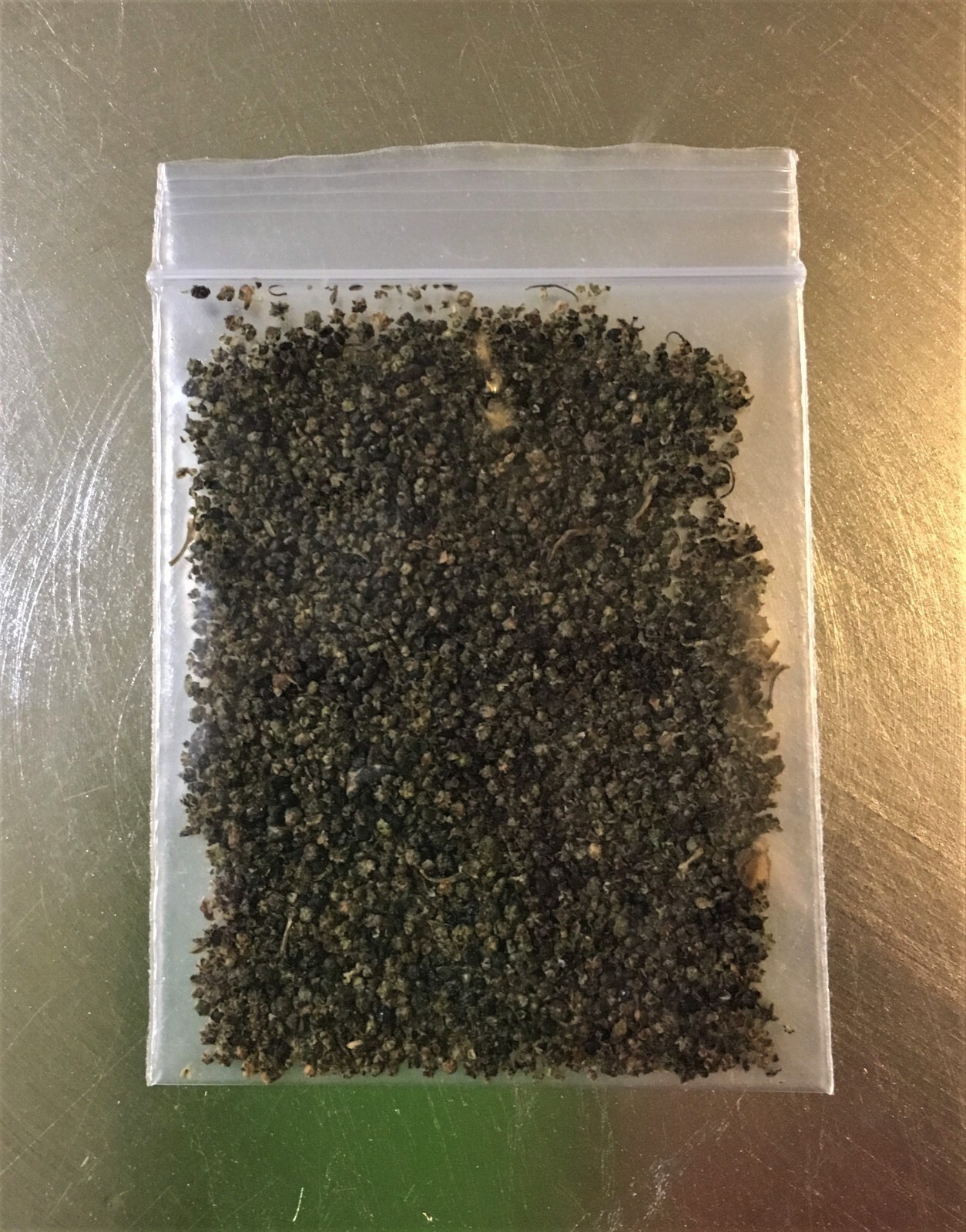 Organic Lambs Quarter, 250+++ Seeds, Harvested Nov ’22 (Chenopodium Album) 