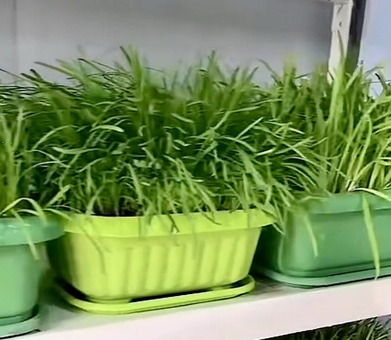 500 Garlic Chives Seeds the Strongest Fragrant Purple Roots 紫根韭菜种子(No Tracking)