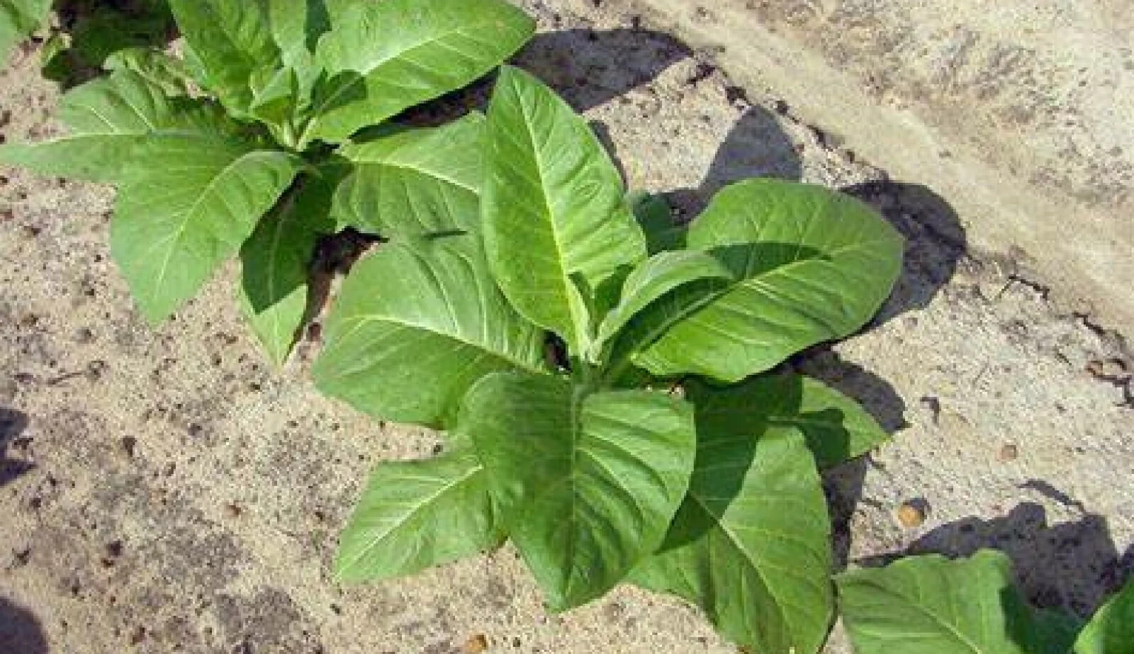 Black Bolivian Tobacco {Nicotiana tabacum} Organic 100+ seeds Free Shipping!