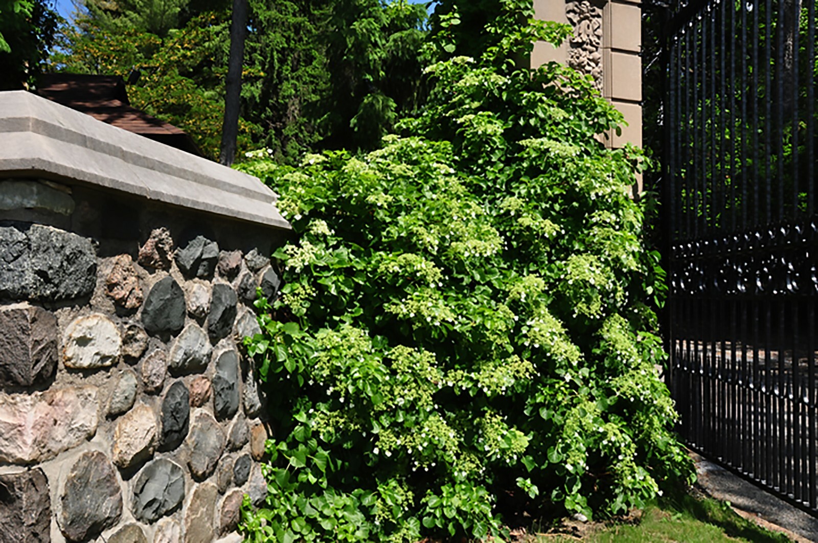 Climbing Hydrangea, Hydrangea anomala petiolaris, Vine Seeds, (Showy, Fragrant)