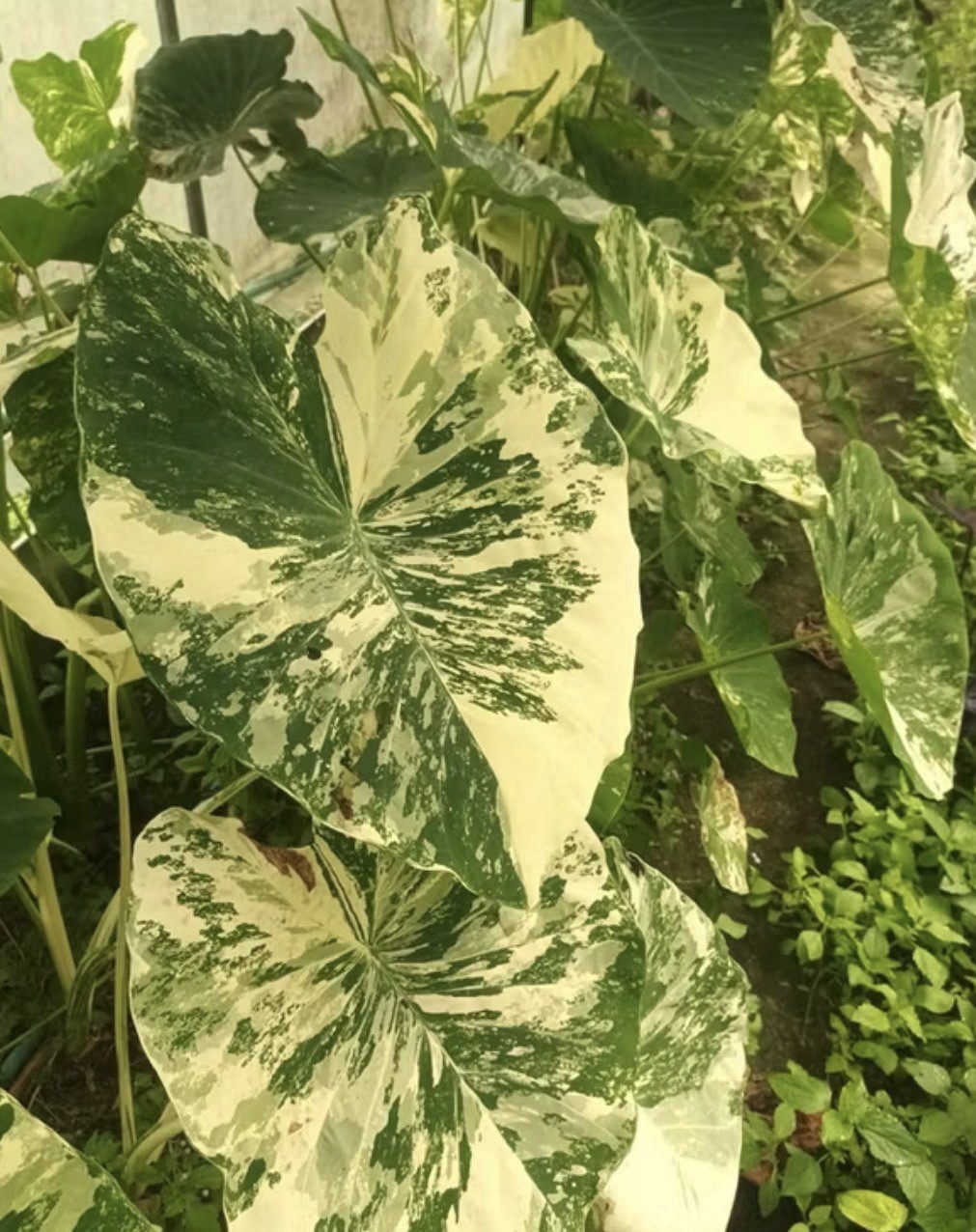 AUTHENTIC Colocasia White Tiger 1 bulb