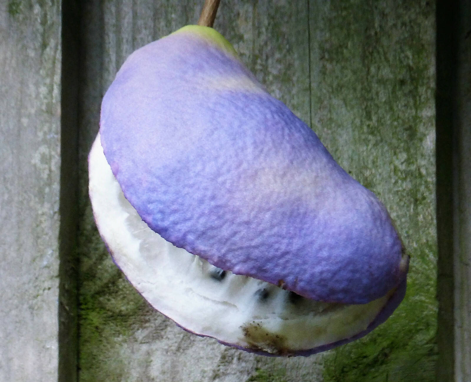 100 – 1000 Bulk CHOCOLATE VINE Edible Fruit Akebia Quinata Fragrant Flower Seeds