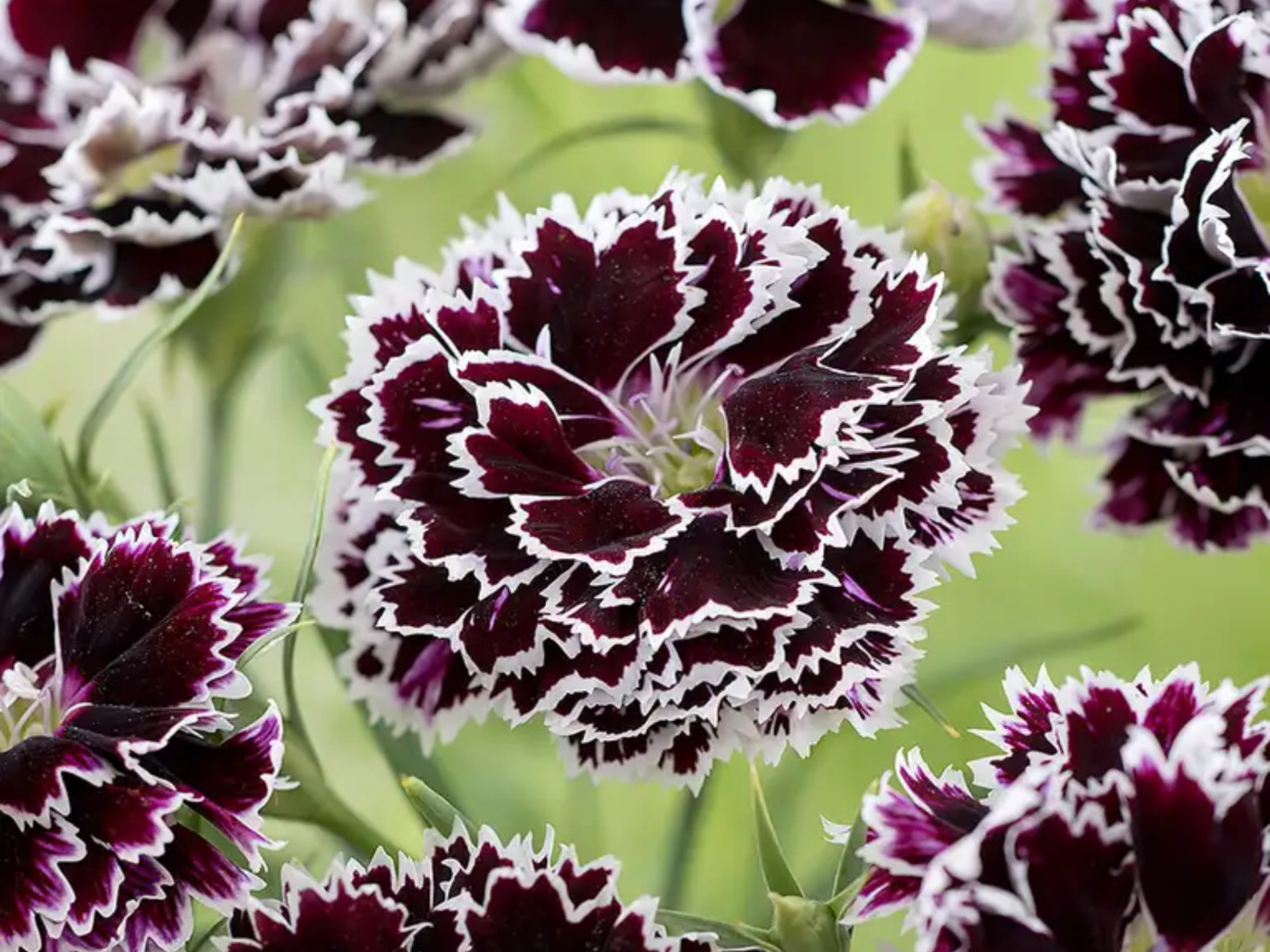 30 Seeds| China Pink ‘Black Velvet and Lace Carnations – Dianthus Flowers Seeds
