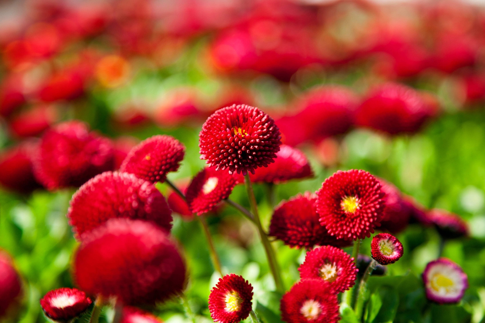 100 RED ENGLISH DAISY Bellis Perennis Flower Seeds *Flat S/H