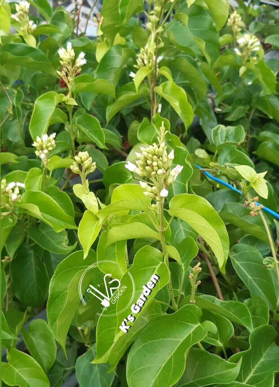 10 PCS PREMNA SERRATIFOLIA SEEDS, HẠT LÁ CÁCH