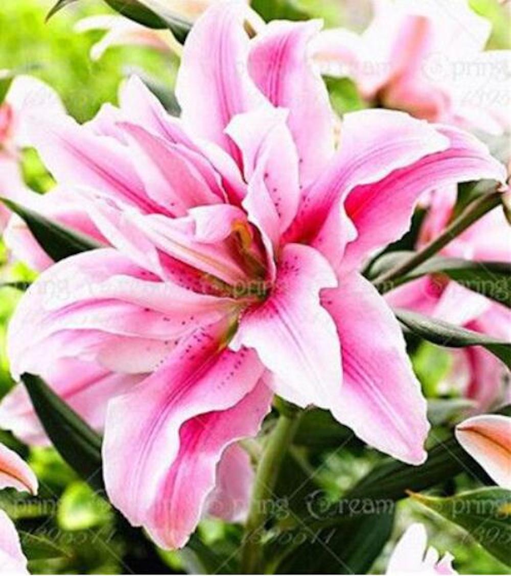 25pc LILY SEEDS Garden Plant Flower rare bloom exotic USA seller FREE shipping
