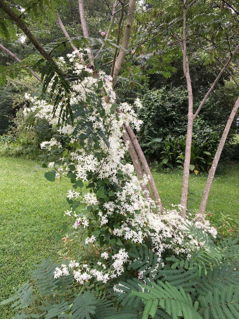 White Star Sweet Smelling Carolina Jasmine Vine Over 100 + Seeds USA Seller