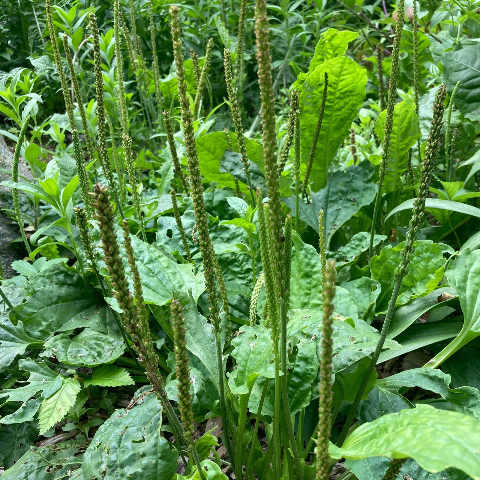 Broadleaf Plantain Seeds (Plantago major) ~Traditional Herb Native Garden