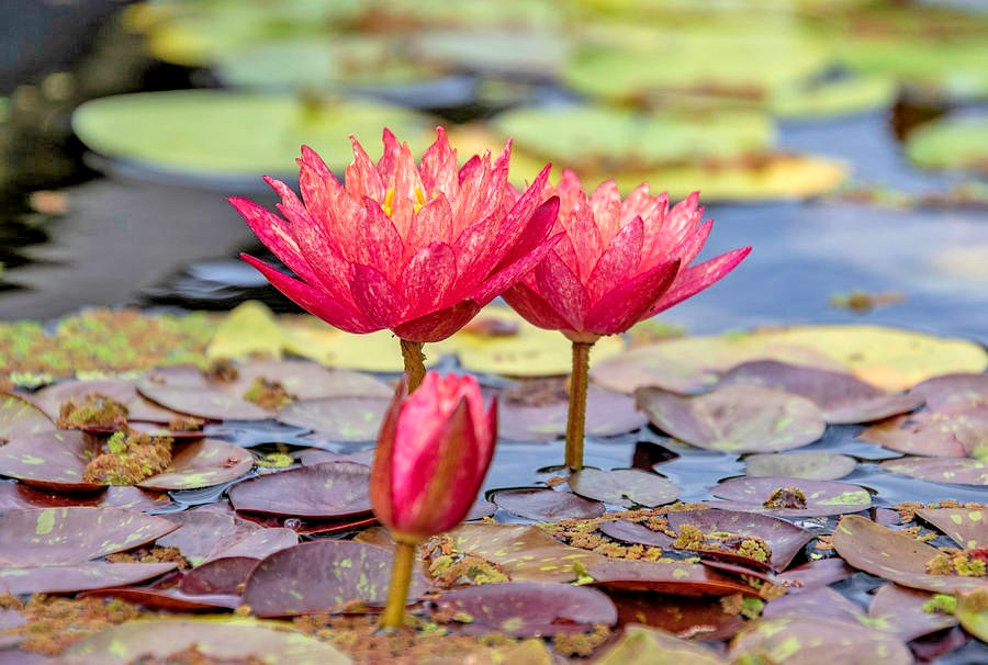 10 HAIRY WATER LILY SEEDS – Nymphaea pubescens