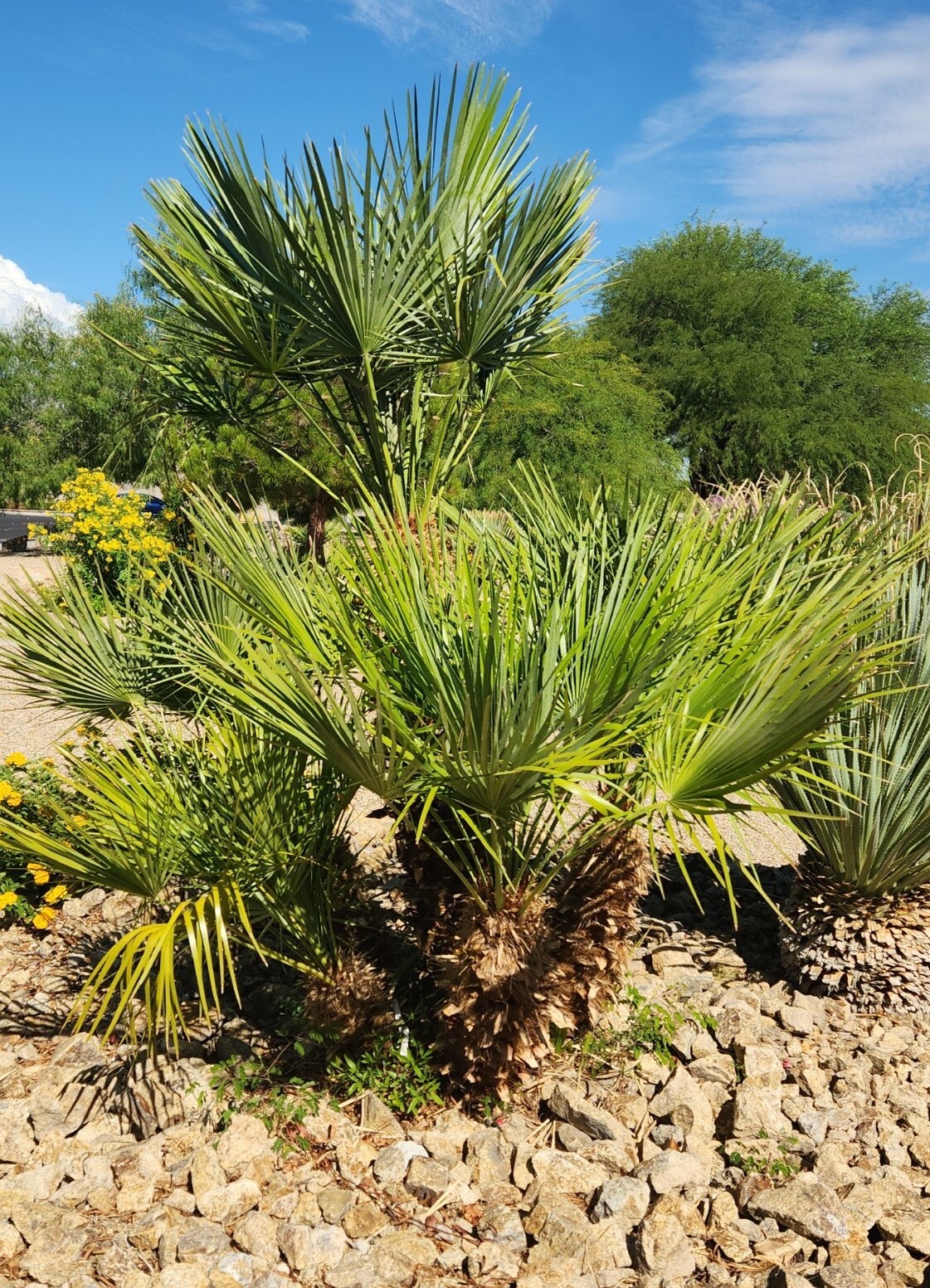 MEDITERRANEAN FAN PALM TREE European Fan Palm, Chamaerops Humilis – 10 Seeds