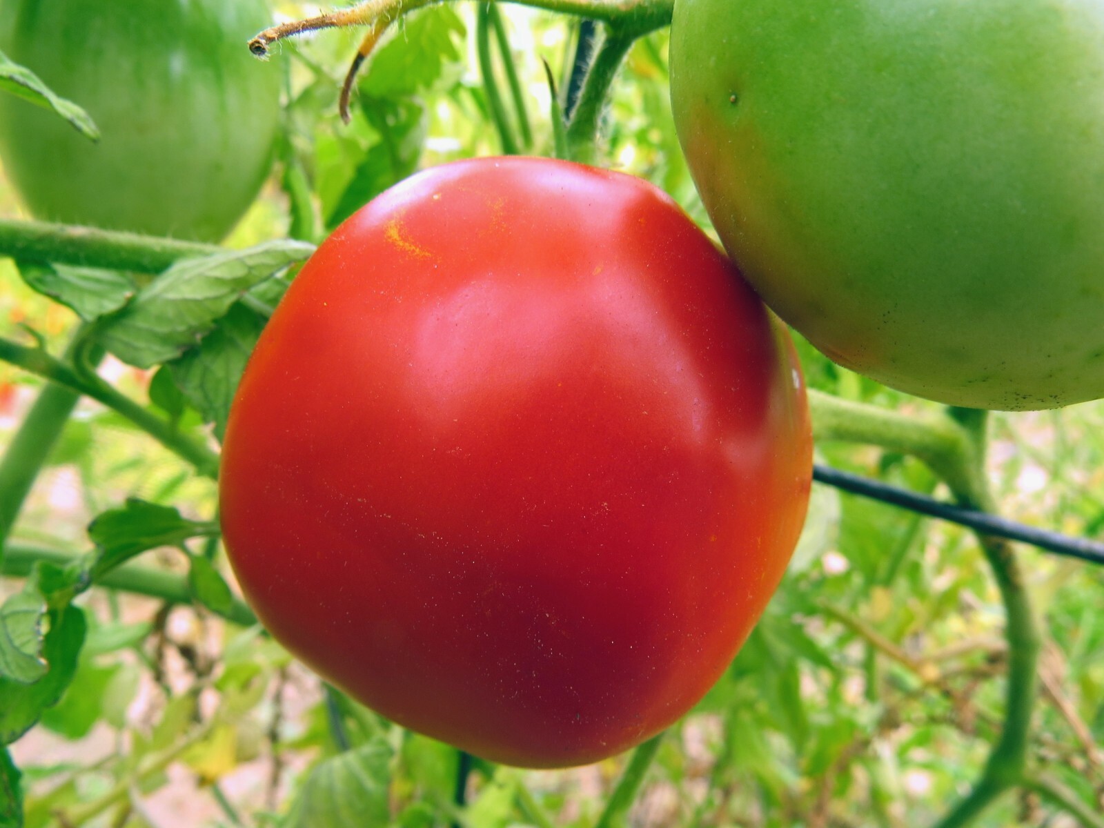 Tanunda Red – dwarf or container variety with luscious red fruit