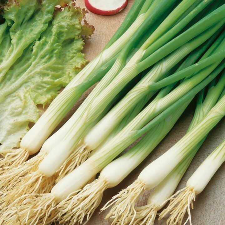 250+ White Lisbon Onion Seeds — Scallion / Bunching