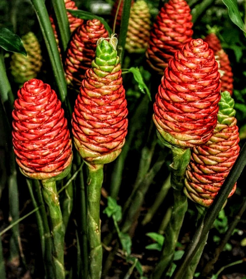 2-Live Plants Shampoo Ginger *No Shipping To*HI PR*
