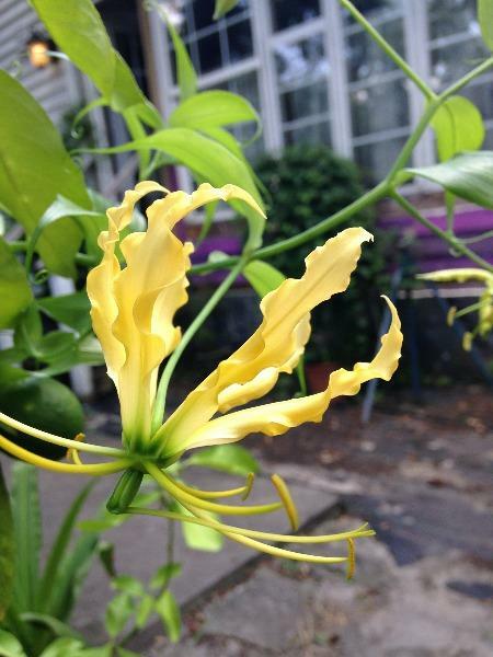 Gloriosa superba lutea | Flame or Climbing Lily | 25 Seeds