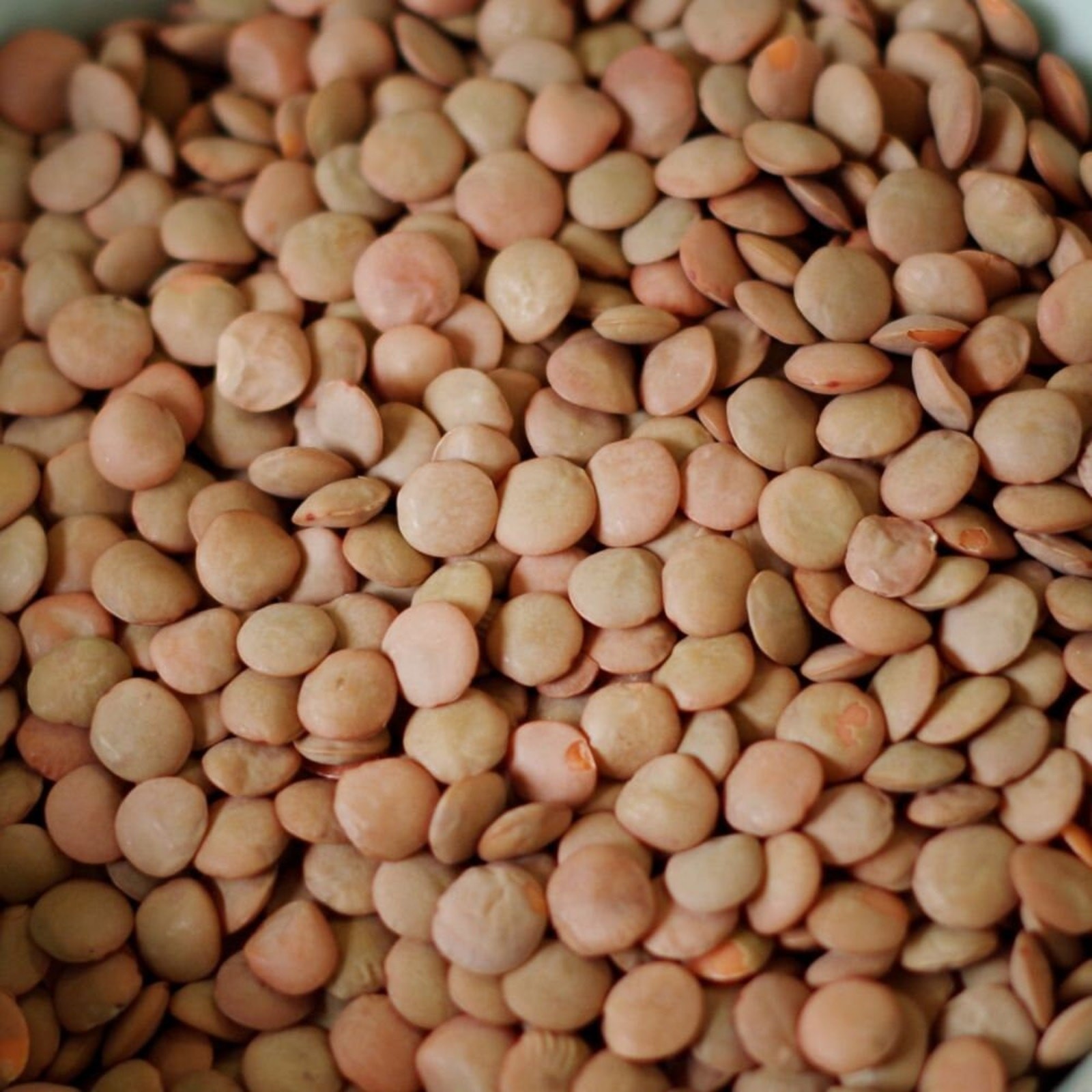 Sprouting Brown Lentils Seeds | Non GMO Heirloom Seed USA Indian Daal