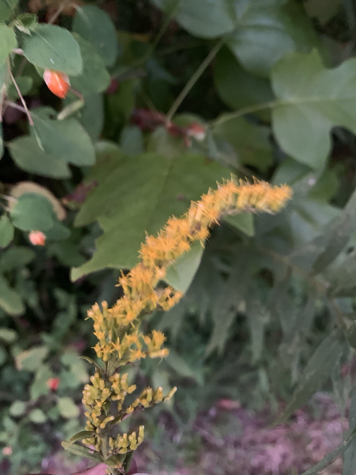 Free!Bogo! 100+ Goldenrod Seeds organic~ Native- Fresh Harvest Host Host Plant