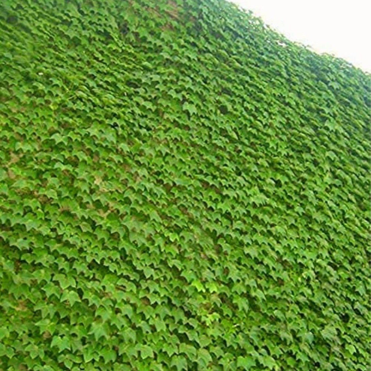 30 Climbing Ivy Seeds for Planting – Easy to Grow Boston Ivy Vine-Fast Shipping