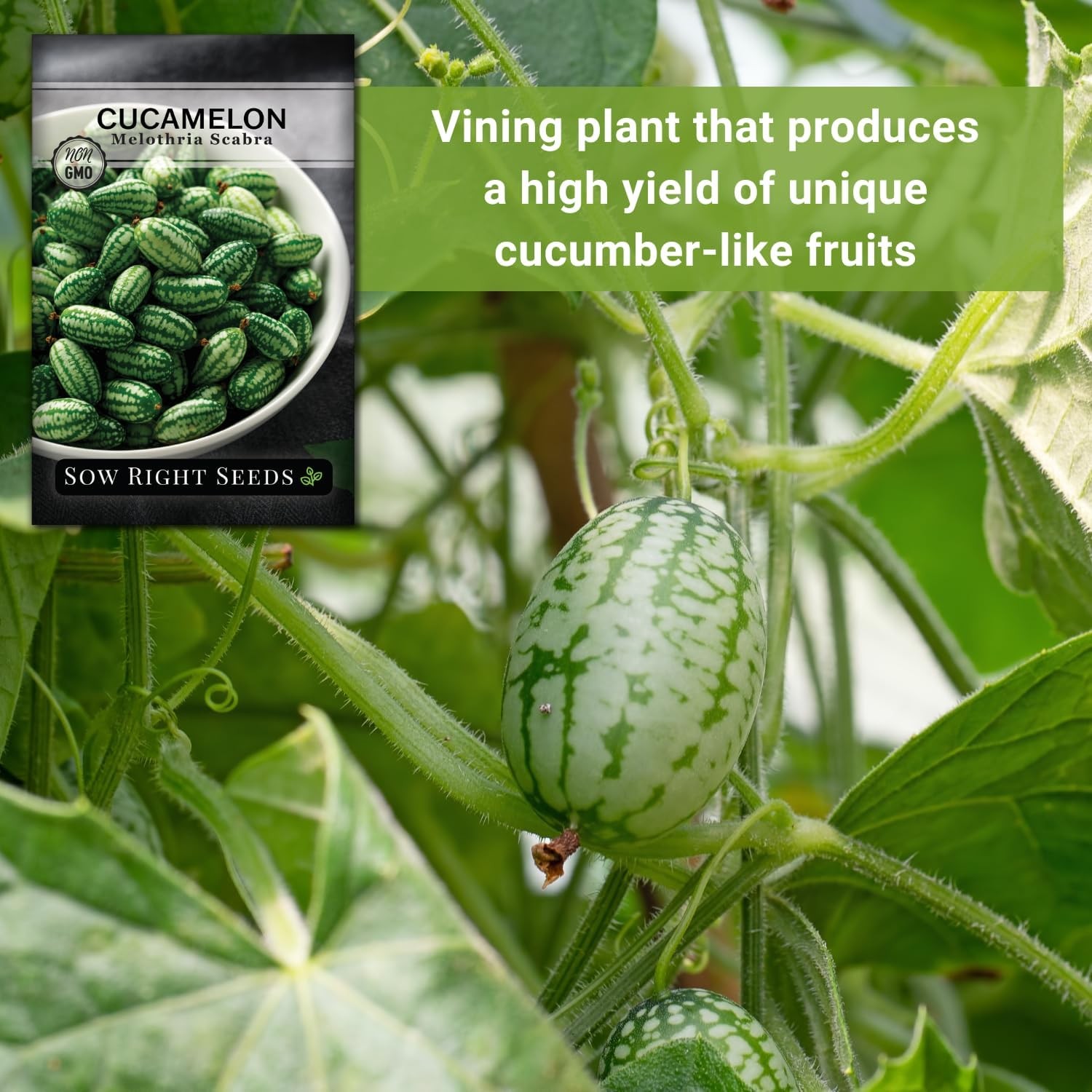 Sow Right Seeds – Cucamelon for Planting – Non-GMO Heirloom Green
