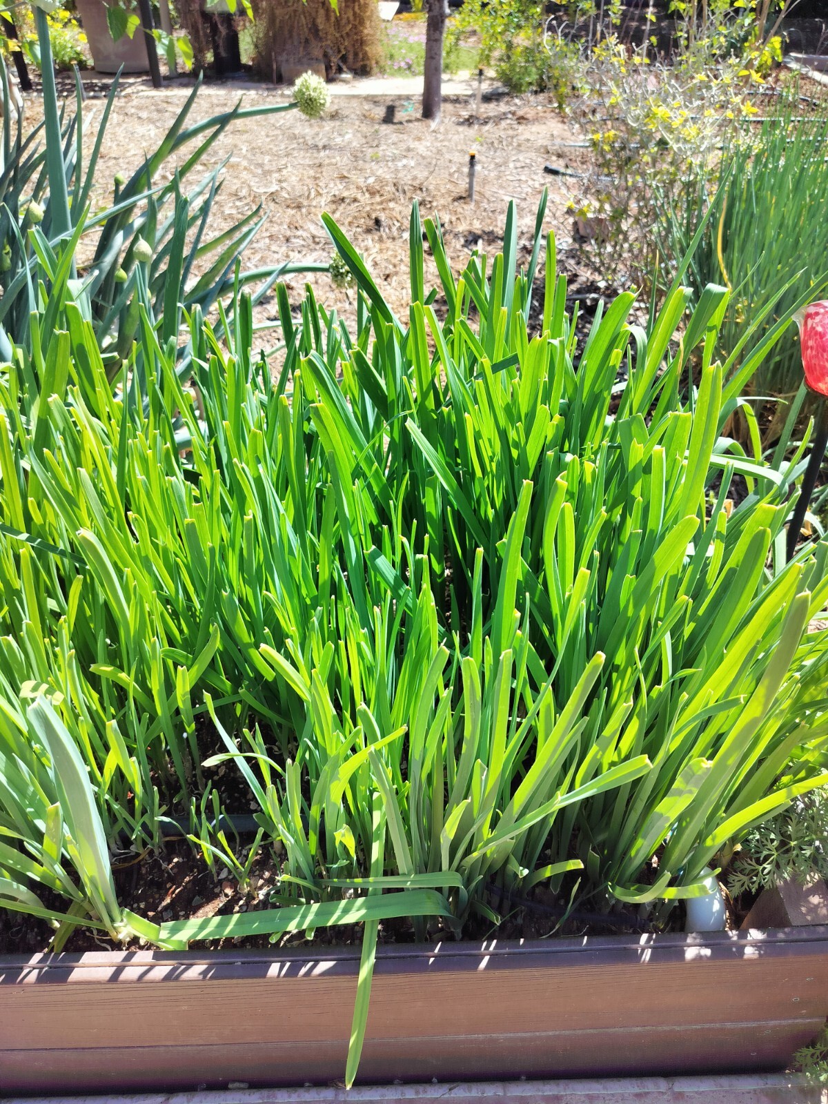 200+Organic Seeds of Persian Leek “تره Tareh” , گندنه Chinese Jiu cai 韭菜 Chives