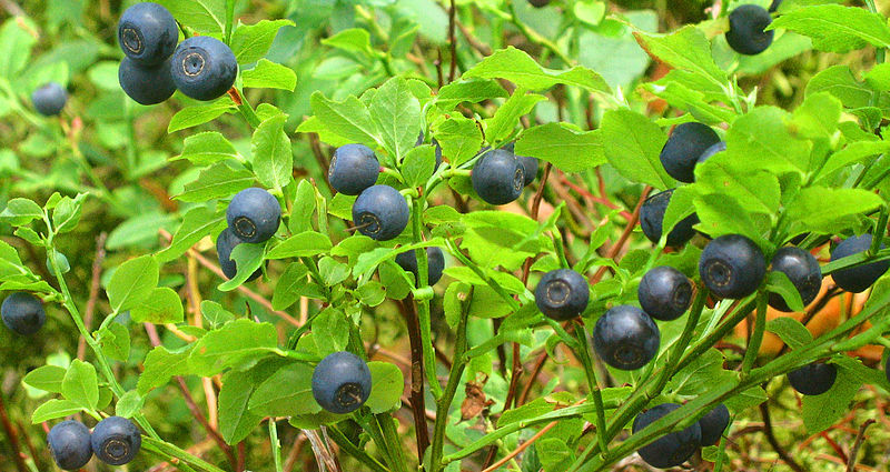 20 COMMON BILBERRY Fruit Shrub European Blueberry Vaccinium Myrtillus Seeds