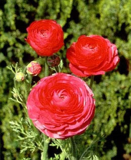 Rose Ranunculus – 10 bulbs