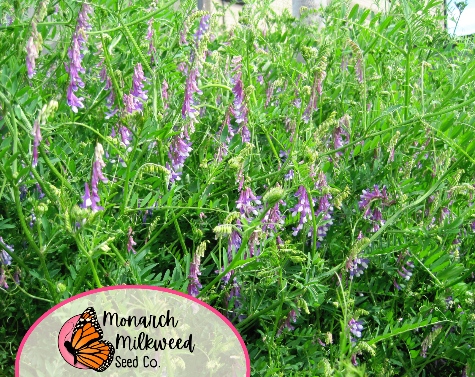 350+ Hairy Vetch Seeds | Pollinator Flower Garden Seed for Bees & Butterflies