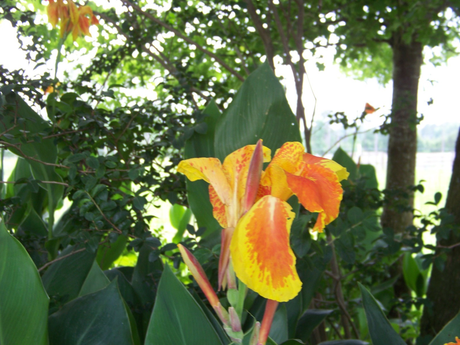 5 Orange / Yellow Canna Lily Bulbs