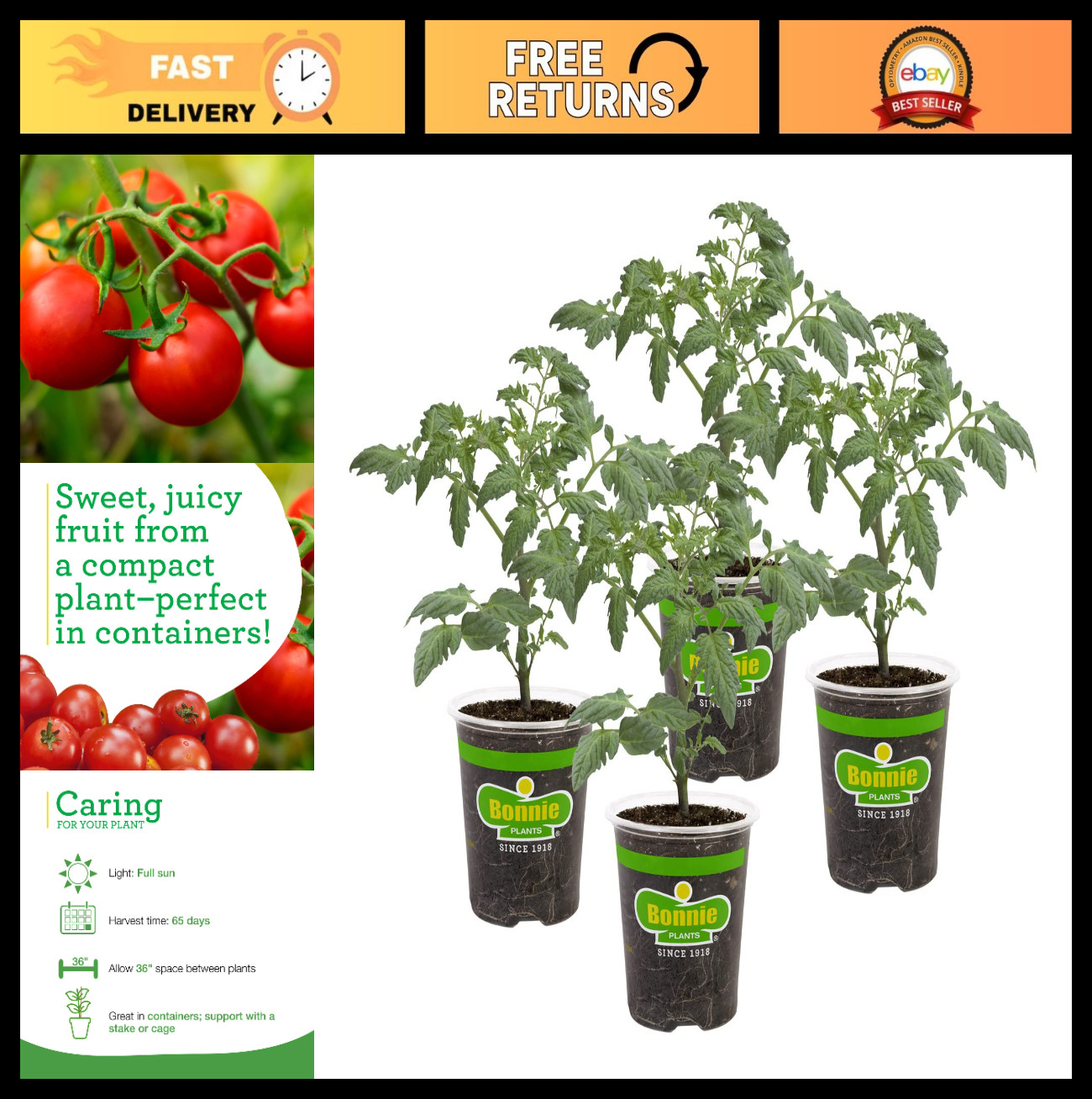 Husky Cherry Red Tomato Plants – 4 Pack, Non-GMO, Disease Resistant, Bite-Sized